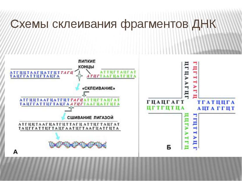 Схемы склеивания фрагментов ДНК