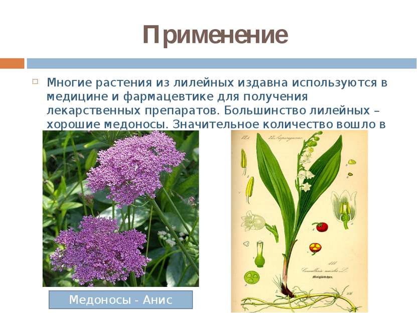 Применение Многие растения из лилейных издавна используются в медицине и фарм...