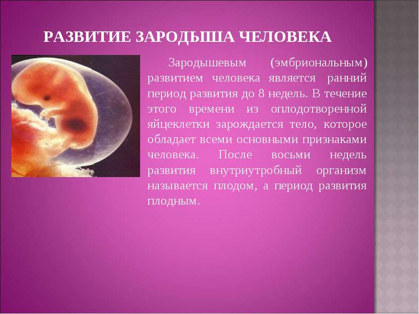 РАЗВИТИЕ ЗАРОДЫША ЧЕЛОВЕКА Зародышевым (эмбриональным) развитием человека явл...
