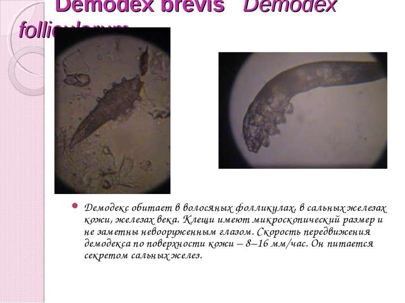Demodex brevis Demodex folliculorum Демодекс обитает в волосяных фолликулах, ...