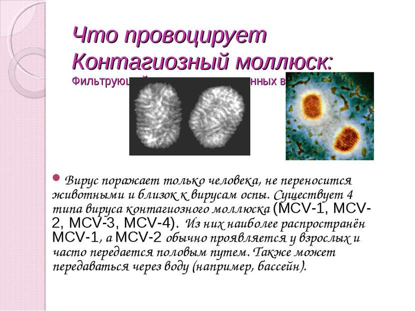Что провоцирует Контагиозный моллюск: Фильтрующий вирус группы оспенных вирус...
