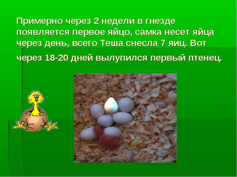 Примерно через 2 недели в гнезде появляется первое яйцо, самка несет яйца чер...