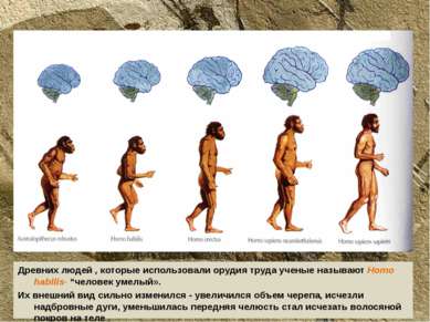 Древних людей , которые использовали орудия труда ученые называют Homo habili...