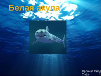 Белая акула Пронина Влада 7 «б»