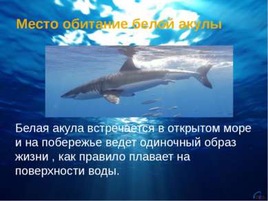 Место обитание белой акулы Белая акула встречается в открытом море и на побер...