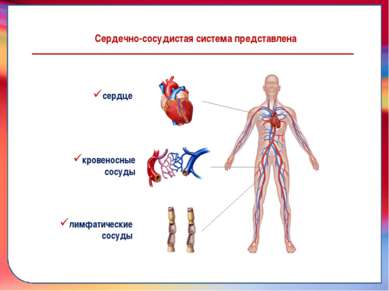 Сердечно-сосудистая система представлена сердце кровеносные сосуды лимфатичес...