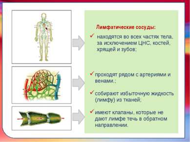 Клапан —, образованная складками его внутренней оболочки, обеспечивает однона...