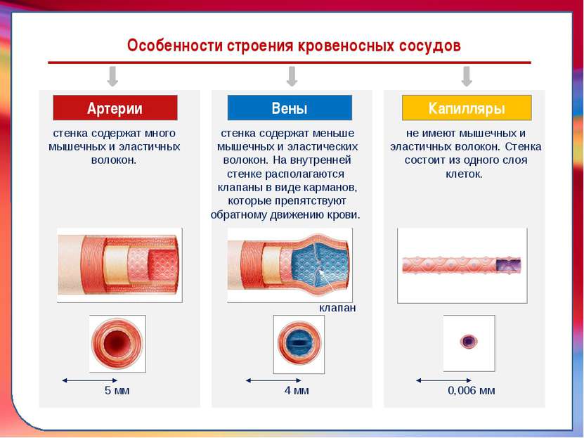 Клапан —, образованная складками его внутренней оболочки, обеспечивает однона...