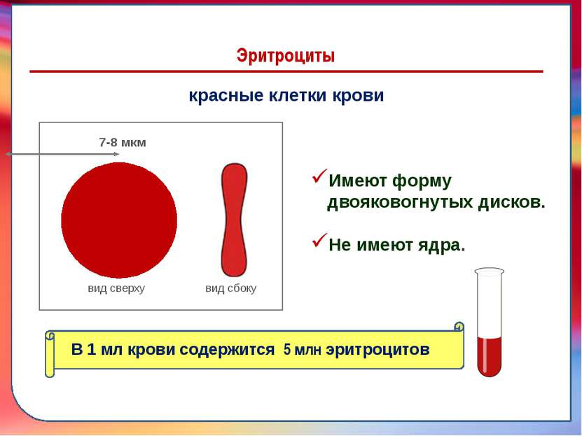 7-8 мкм Эритроциты красные клетки крови вид сверху вид сбоку 7-8 мкм Имеют фо...