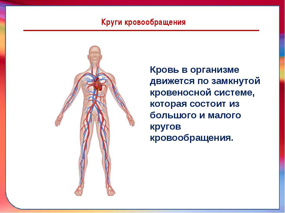 Система кровообращения человека состоит. Кровеносная система человека. Органы кровеносной системы человека. Тело человека кровеносная система. Кровеносная система человека для детей.