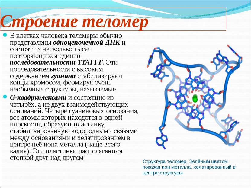 Строение теломер В клетках человека теломеры обычно представлены одноцепочечн...