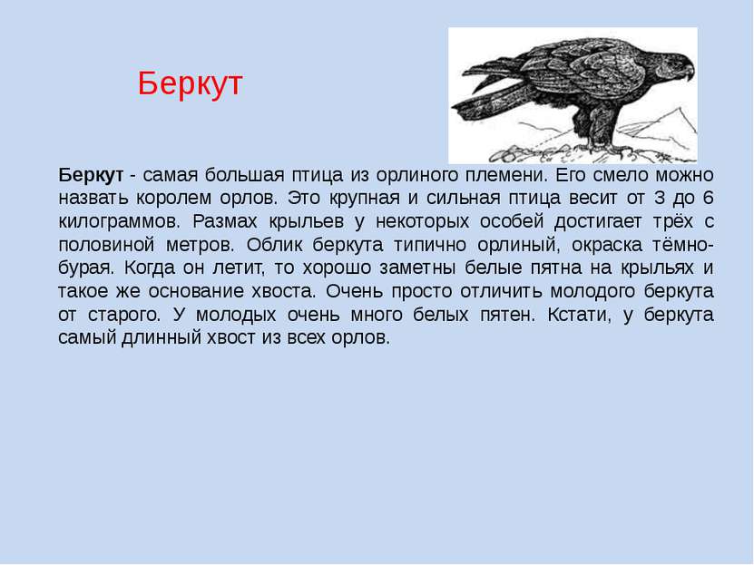 Беркут Беркут - самая большая птица из орлиного племени. Его смело можно назв...