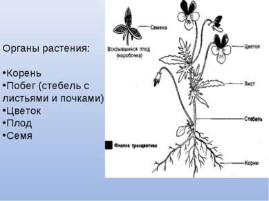 Органы растения: Корень Побег (стебель с листьями и почками) Цветок Плод Семя