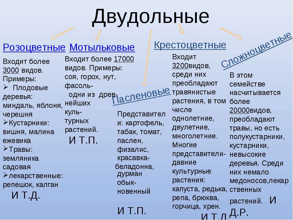 Презентация на тему двудольные растения 6 класс