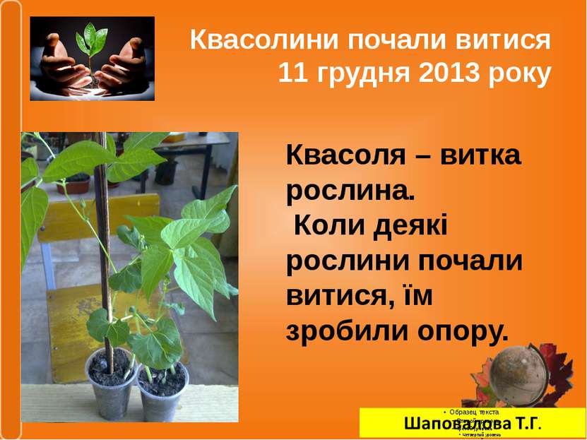 Квасолини почали витися 11 грудня 2013 року Квасоля – витка рослина. Коли дея...