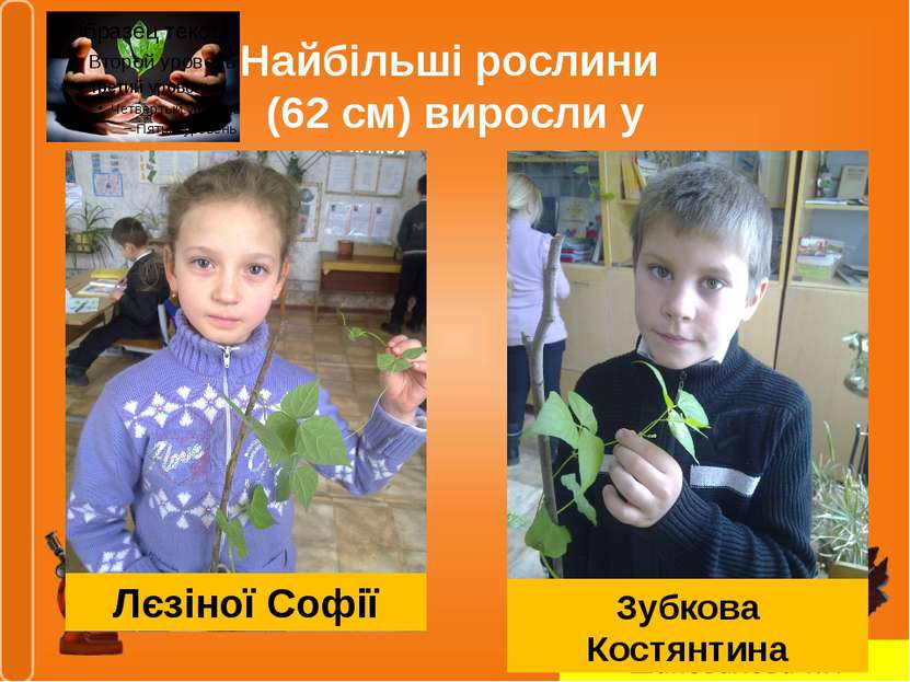 Найбільші рослини (62 см) виросли у Лєзіної Софії Зубкова Костянтина