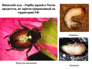 Японский жук - Popilia japonica Newm. вредитель, не зарегистрированный на тер...