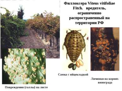 Филлоксера Viteus vitifoliae Fitch. вредитель, ограниченно распространенный н...