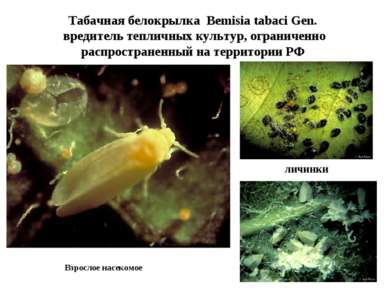 Взрослое насекомое Табачная белокрылка Bemisia tabaci Gen. вредитель тепличны...