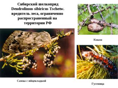 Сибирский шелкопряд Dendrolimus sibiricus Tschetw. вредитель леса, ограниченн...