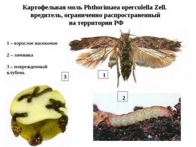 Картофельная моль Phthorimaea operculella Zell. вредитель, ограниченно распро...