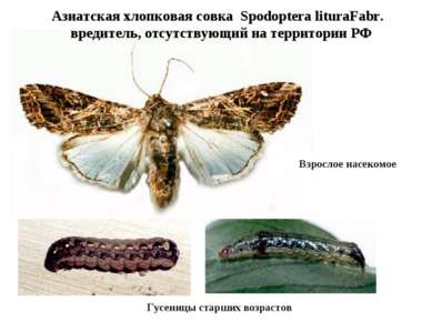 Азиатская хлопковая совка Spodoptera lituraFabr. вредитель, отсутствующий на ...