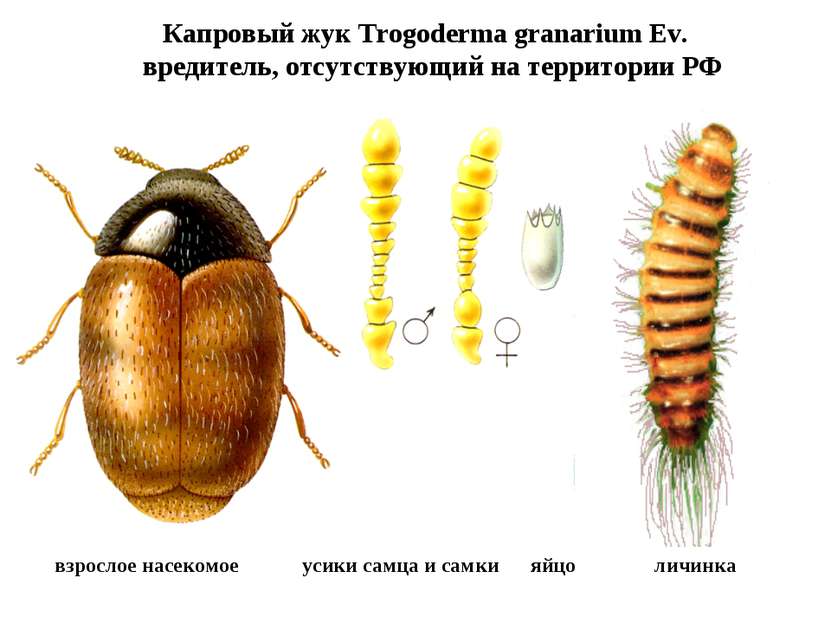 Капровый жук Trogoderma granarium Ev. вредитель, отсутствующий на территории ...