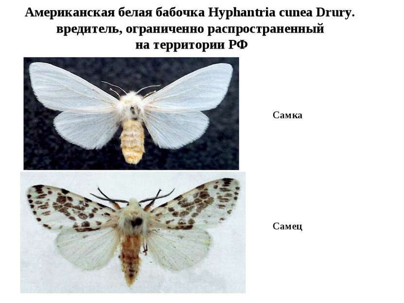 Американская белая бабочка Hyphantria cunea Drury. вредитель, ограниченно рас...