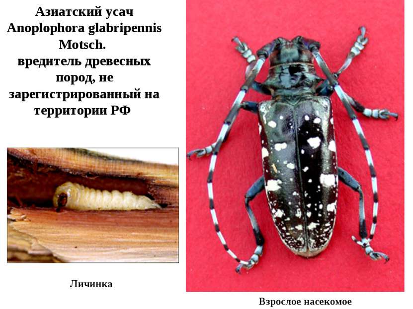 Личинка Азиатский усач Anoplophora glabripennis Motsch. вредитель древесных п...