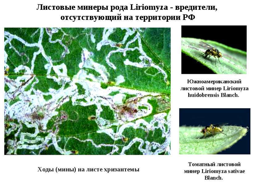 Листовые минеры рода Liriomyza - вредители, отсутствующий на территории РФ То...