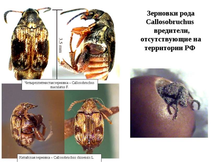 Зерновки рода Callosobruchus вредители, отсутствующие на территории РФ Четыре...