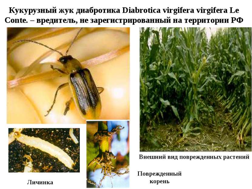 Кукурузный жук диабротика Diabrotica virgifera virgifera Le Conte. – вредител...