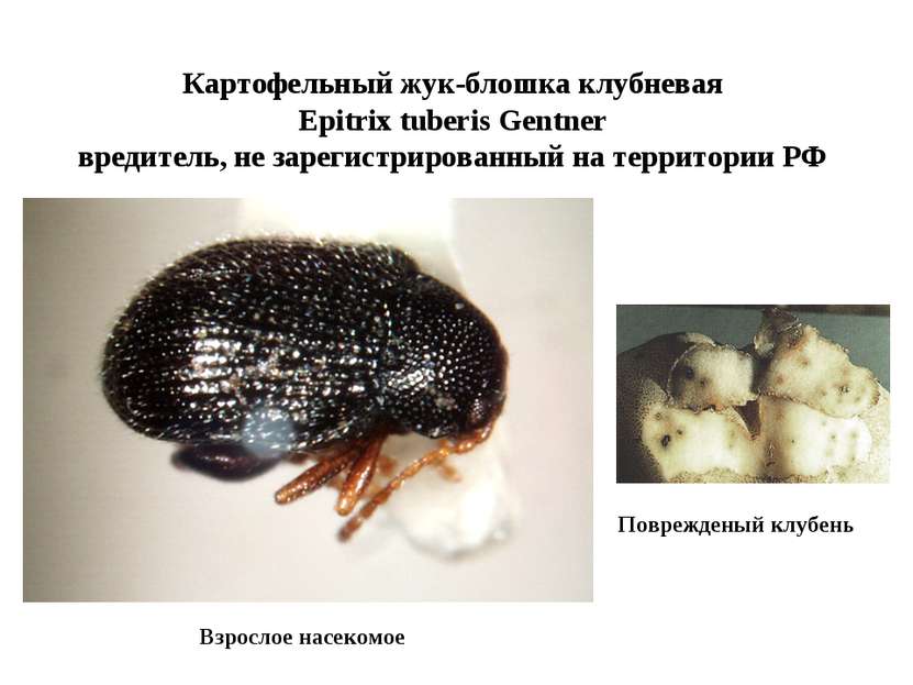 Картофельный жук-блошка клубневая Epitrix tuberis Gentner вредитель, не зарег...