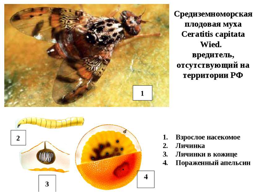 Средиземноморская плодовая муха Ceratitis capitata Wied. вредитель, отсутству...