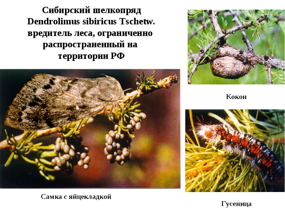 Как бороться с шелкопрядом. Сибирский шелкопряд вредитель леса. Гусеница Сибирского шелкопряда Dendrolimus sibiricus. Стадии развития Сибирского шелкопряда. Непарный шелкопряд вредитель леса.