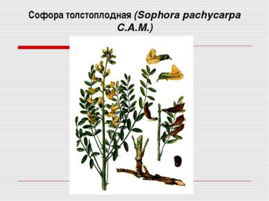 Софора толстоплодная (Sophora pachycarpa C.A.M.)