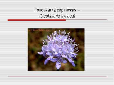 Головчатка сирийская – (Cephalaria syriaca)