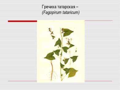 Гречиха татарская – (Fagopirum tataricum)