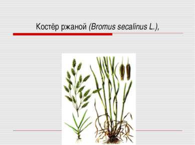 Костёр ржаной (Bromus secalinus L.),