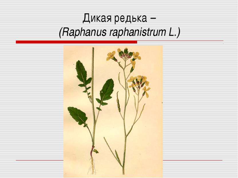 Дикая редька – (Raphanus raphanistrum L.)