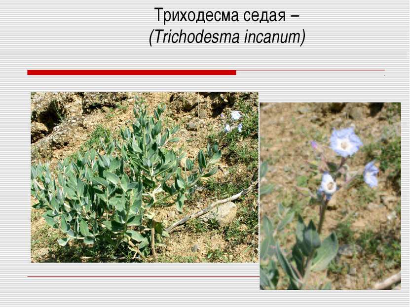 Триходесма седая – (Trichodesma incanum)