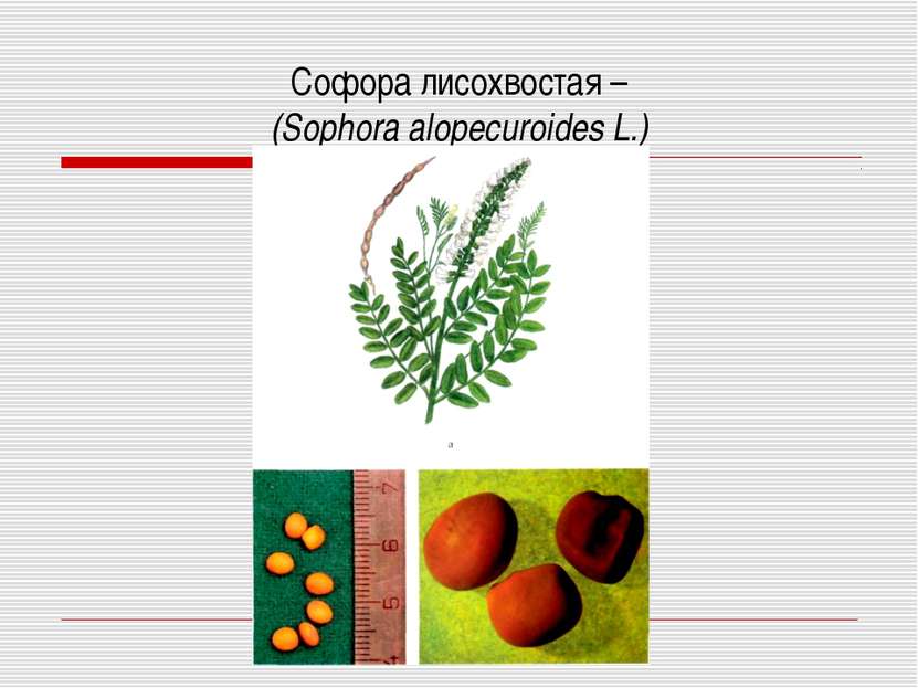 Софора лисохвостая – (Sophora alopecuroides L.)