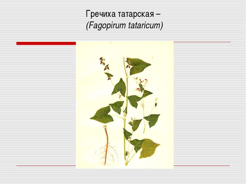 Гречиха татарская – (Fagopirum tataricum)