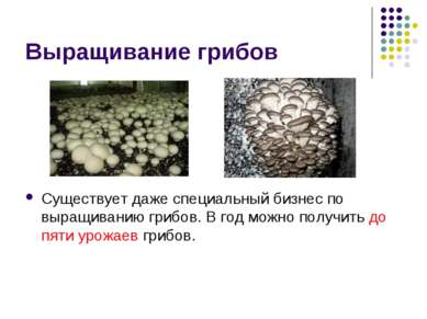 Выращивание грибов Существует даже специальный бизнес по выращиванию грибов. ...