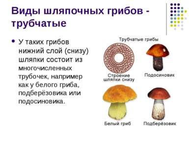 Виды шляпочных грибов - трубчатые У таких грибов нижний слой (снизу) шляпки с...