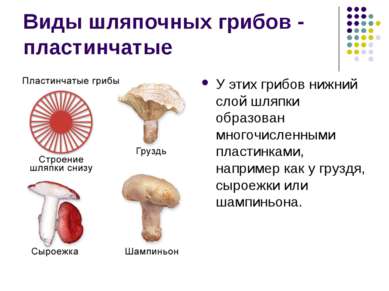 Виды шляпочных грибов - пластинчатые У этих грибов нижний слой шляпки образов...