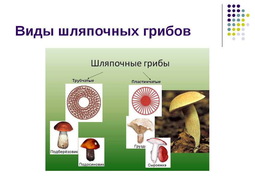 Виды шляпочных грибов