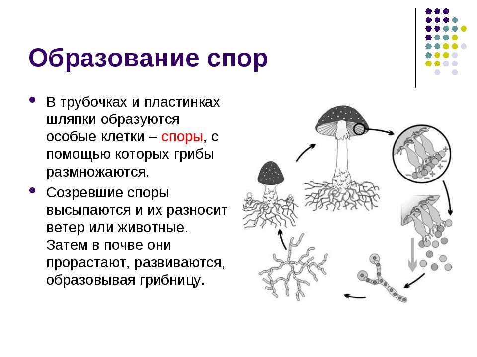 Образование спор характерно для. Размножение шляпочных грибов грибницей. Размножение шляпочного гриба схема. Размножение грибов спорами схема. Спорангии грибов шляпочных.