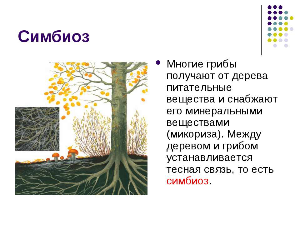 Шляпочный гриб и дерево. Микориза это симбиоз гриба и дерева. Симбиоз деревьев. Грибница взаимосвязь с деревьями. Симбиоз грибов и деревьев.