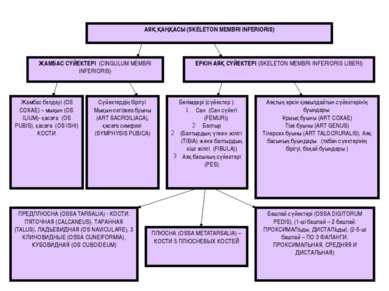 АЯҚ ҚАҢҚАСЫ (SKELETON MEMBRI INFERIORIS) ЖАМБАС СҮЙЕКТЕРІ (CINGULUM MEMBRI IN...